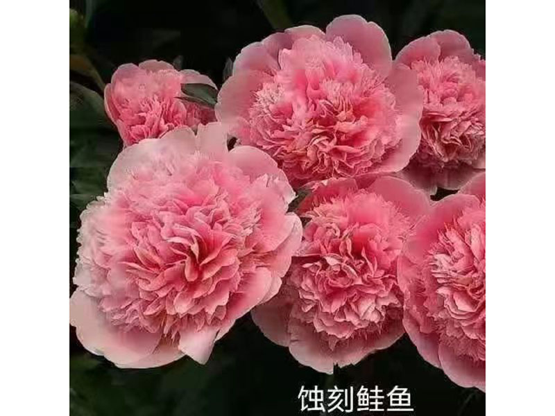 蝕刻鮭魚 中早期 花徑中 重瓣型